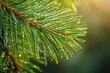 © Thanapong - Closeup of dew-covered pine needles forest setting nature photography morning light macro viewpoint serenity and freshness