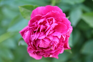 Aufkleber - A pink flower sits amidst lush green leaves