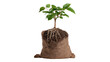 © CStock - Small potted tree with roots and soil in burlap sack, isolated on white background.