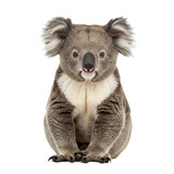 Captivating Koala: A Stunning Close-Up