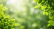© Wanidewe - Green Leaves with Sunlight and Natural Bokeh Background