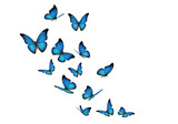 A group of blue butterflies isolated on transparent background