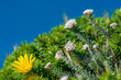 © Goldilock Project - Close-up of flowers near the Cape of Good Hope, South Africa