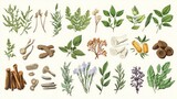 Collection of botanical illustrations