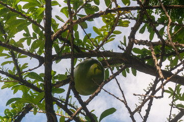 Wall Mural - A green fruit is hanging on a branch against the sky.