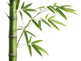 bamboo isolated on white background