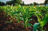 On the farm, vibrant turmeric plants flourish, displaying green leaves and yellow flowers, and are cultivated as a herbaceous spice crop, contributing to traditional Asian medicine, and used