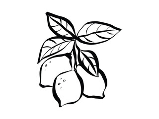 Aufkleber - Whimsical chalk doodles of lemon. Icon of citrus fruit in quirky style. Crayon drawing for menus and invitations. La dolce vita italian vector illustration