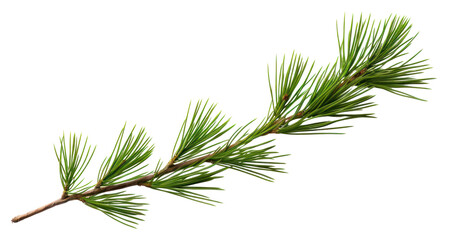 PNG Pine tree branch isolated plant decoration.