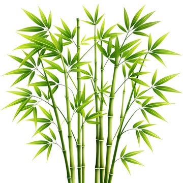 Realistic Bamboo Plant Isolated on White Background – High-Resolution Tropical Greenery for Eco, Nature, and Wellness Design