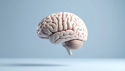 Poster - Brain Anatomy 3D Render Illustration Floating on a Light Blue Background Demonstrating Internal Organ Structure