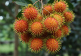 Fresh rambutan fruits with spiky red skin, showcasing vibrant colors suitable for healthy eating, tropical cuisine, and exotic fruit 