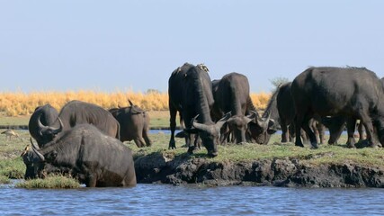Wall Mural - an african buffalo (syncerus caffer) herd grazing on edge of river, chobe national park, botswana