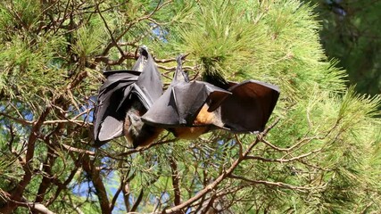 Wall Mural - grey-headed flying foxes (pteropus poliocephalus) hanging in a tree during the day, south australia