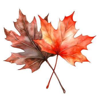 Artistic rendering shows vibrant watercolor autumn maple leaves in shades of red and brown, ideal for seasonal designs, transparent background