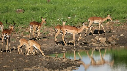 Wall Mural - impala antelopes (aepyceros melampus) drinking at a waterhole, madikwe game reserve, south africa
