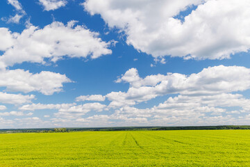 Wall Mural - wide green field under a sunny sky with scattered white clouds