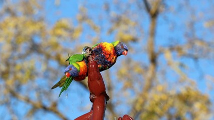 Wall Mural - two colorful rainbow lorikeets (trichoglossus moluccanus) competing for a bath in a garden fountain,