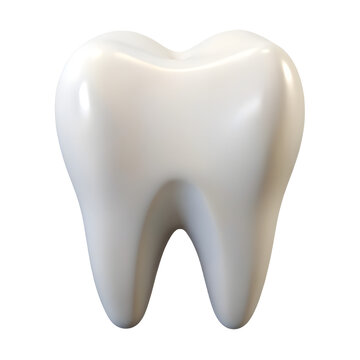 Realistic Human Molar Tooth Anatomy Dental Healthcare Dentistry Oral Hygiene 3D Rendering