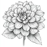 A realistic black and white illustration of an elegant dahlia flower in full bloom, set against a clean background with no shadows