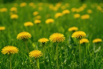 Aufkleber - Bright yellow dandelions blooming across a lush green meadow in the garden