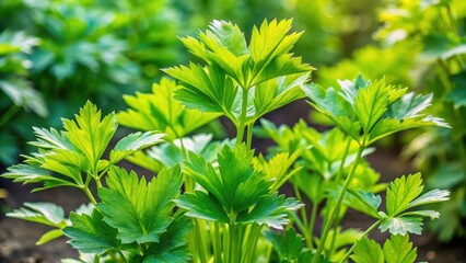 Wall Mural - Fresh lovage plant growing in a garden with lush green leaves and slender stems