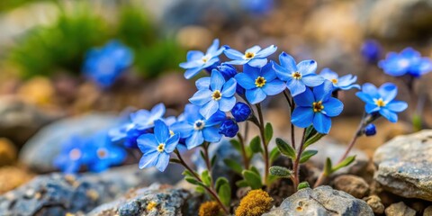 Wall Mural - Small blue flowers with five petals