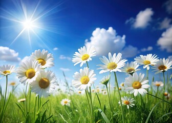 Wall Mural - Sunlit daisies in a lush green garden with a clear blue sky and a few fluffy white clouds