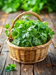 Wall Mural - Fresh Cilantro Harvesting from Wicker Basket