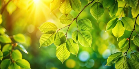 Wall Mural - Leaves illuminated by morning sunlight in summer