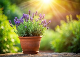 Wall Mural - A small terracotta pot filled with a vibrant lavender plant