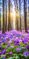 Wall Mural - Violet flower forest blooming in spring with delicate purple petals and green foliage