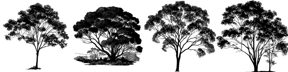 This image depicts the silhouette of a eucalyptus tree, showcasing its intricate foliage and branches in a modern clipart style