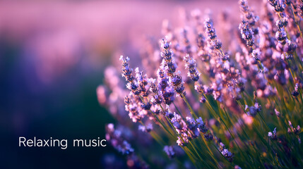 Wall Mural - Lavender field close‑up with “Relaxing Music” text overlay