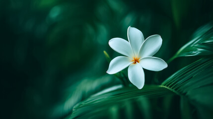 Wall Mural - White plumeria flower on tropical leaf background