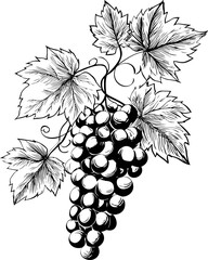 Wall Mural - black and white illustration of grapevine with detailed leaves and grapes sketch