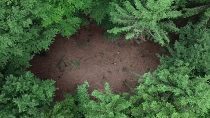 Wall Mural - a clearing in the forest with a man walking with a backpack. drone view of the forest in summer