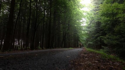 Wall Mural - the traveler walks in a dark forest illuminated by the sun. nature in the czech republic in summer. 