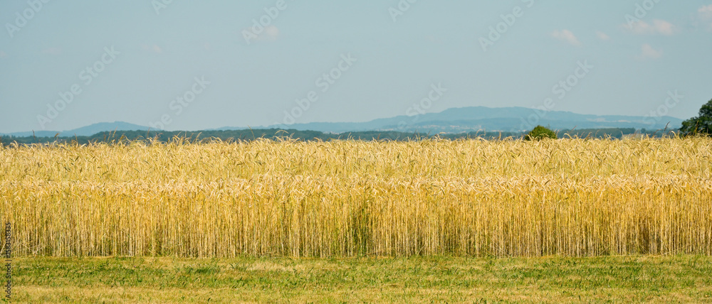 Bannière d'un champ de blé doré sous un ciel bleu sur fond d'un petit ...