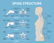 © YummyBuum - Spinal structure. Human anatomy, medical infographic educational poster, vertebral column, lumbar, thoracic and sacral, cervical, bones scheme, anatomical banner, structure nowaday vector set