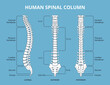 © YummyBuum - Human spinal column. Vertebral divisions scheme, anatomy medical infographics biology educational poster, lateral, anterior and posterior views, backbone structure nowaday vector isolated set