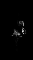 Wall Mural - smoke wisps fluid flow loop on black background