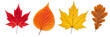 © grafray25 - Multicolored autumn leaves in rich red, orange, and yellow hues isolated on a white background. Bright seasonal decor perfect for banners, prints, and fall-themed designs.