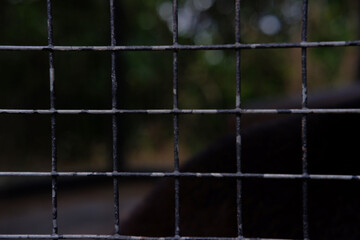 Close up of wire mesh With blurred background for a cage, fence or barrier. A closeup shot of a metal mesh fence, net iron metal for background and texture