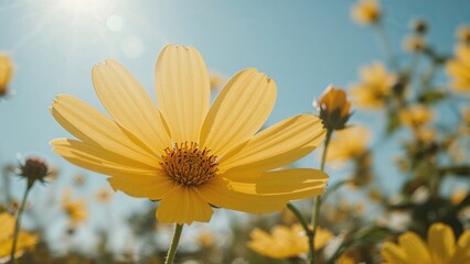 Poster - Bright yellow Cosmos flower close-up under sunlight, great for background and wallpaper themes