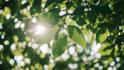 Poster - Detailed view of vibrant green foliage with a soft, illuminated backdrop