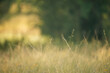 © Austockphoto - Serene meadow with wild grasses in golden summer afternoon sunlight