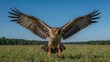 © -Quantum Pixels- - Rough-legged Buzzard taking off from a grassy field
