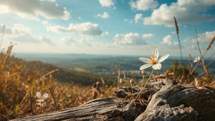 Poster - A photograph of trees covering a slope