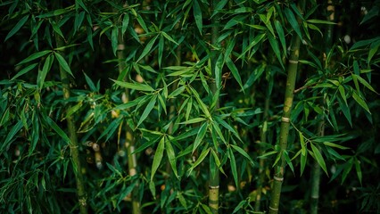 Wall Mural - Newly harvested bamboo with vibrant foliage